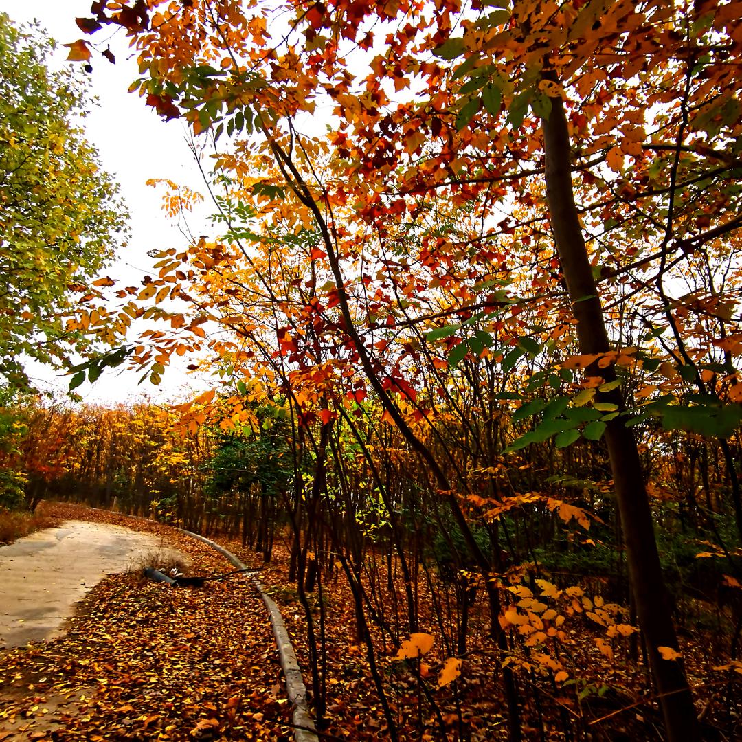 🐝♦  幸运星  💎♦