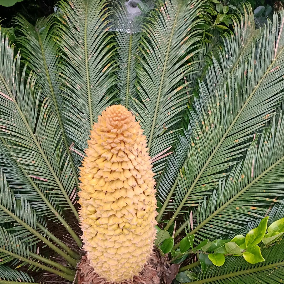 孤狼
