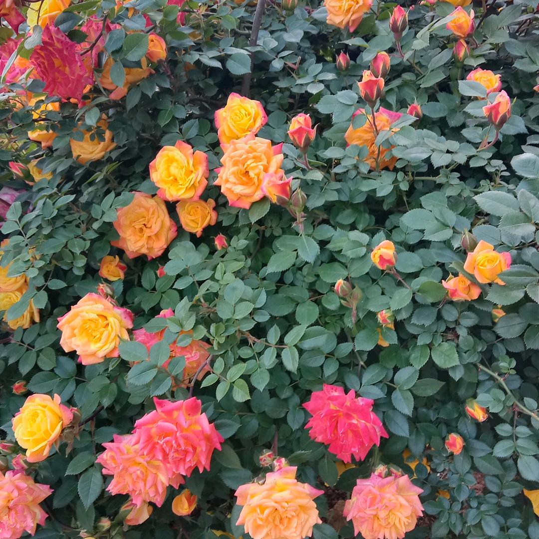 心底无私