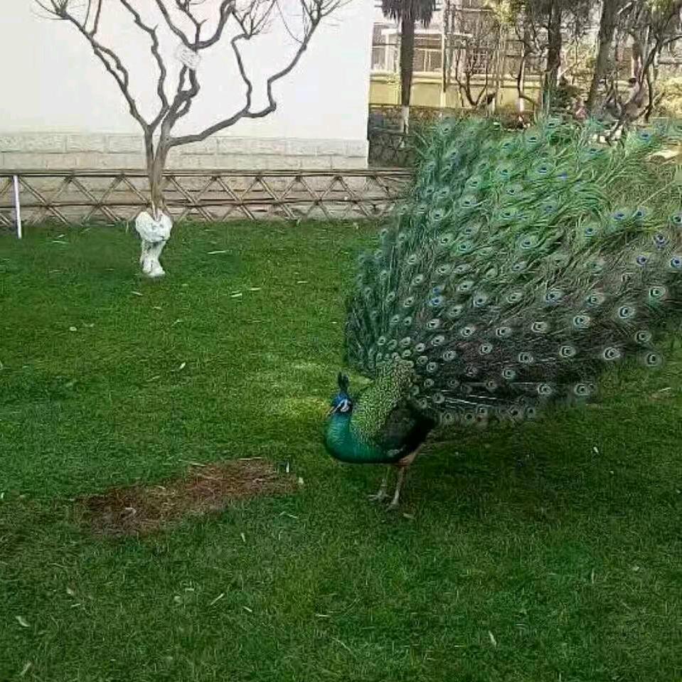 钟哥
