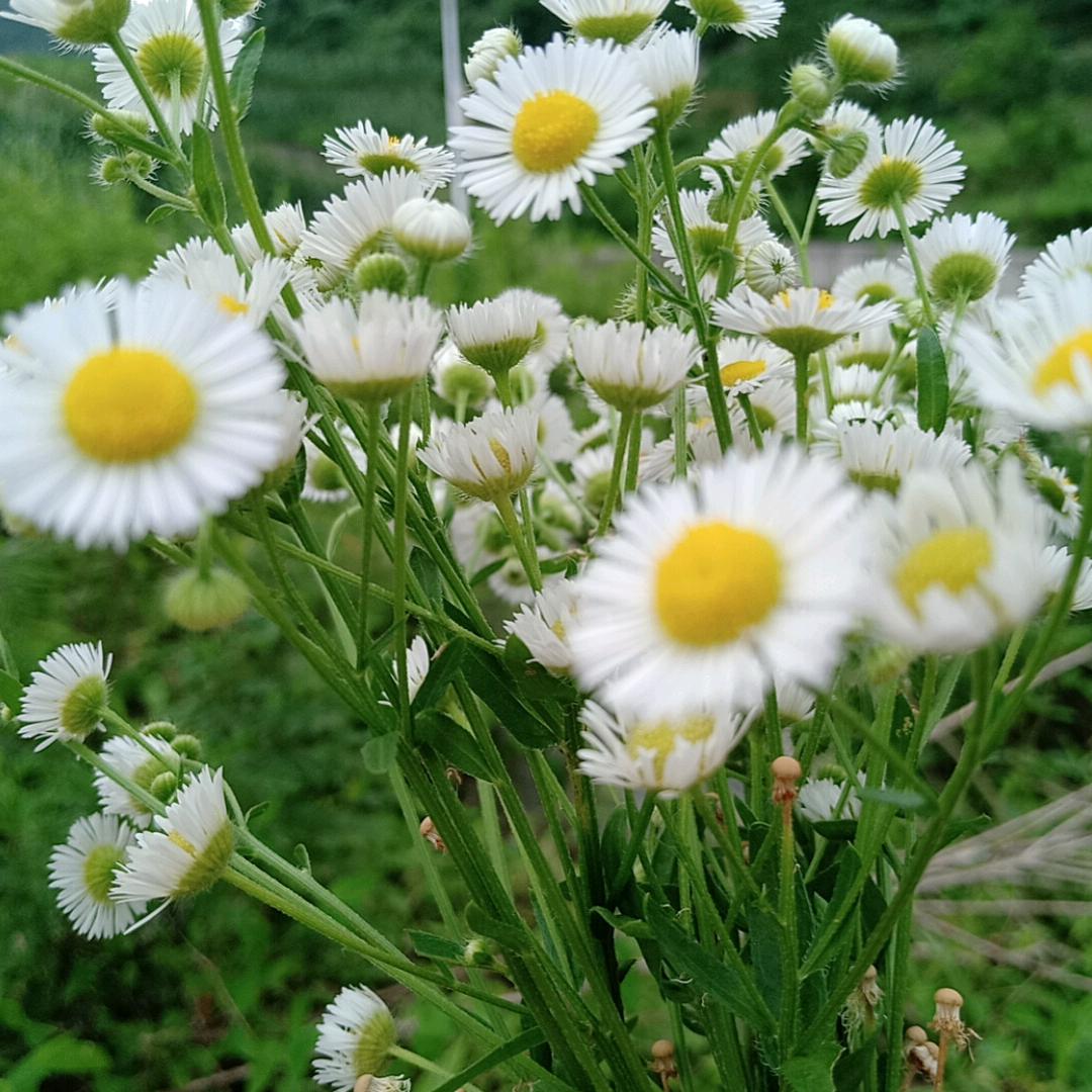 敏敏