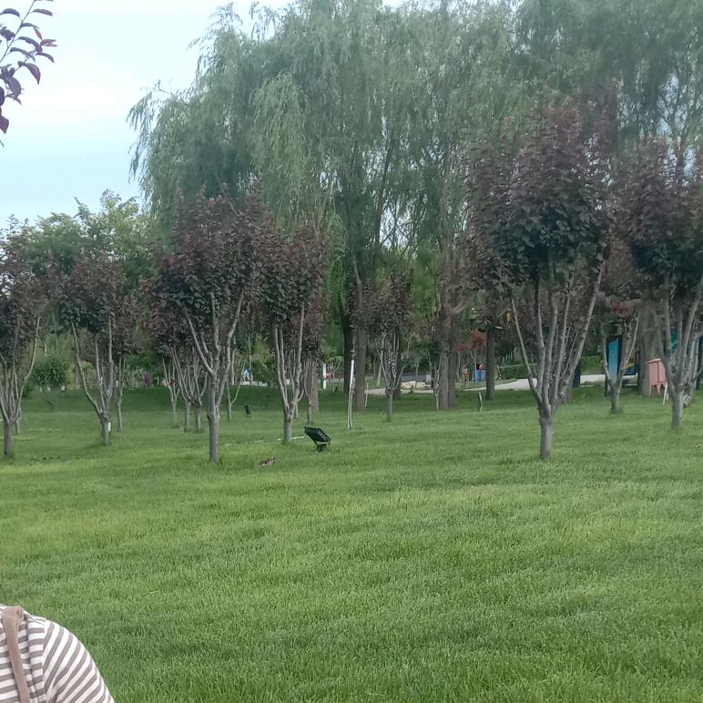 红色罗宾汉