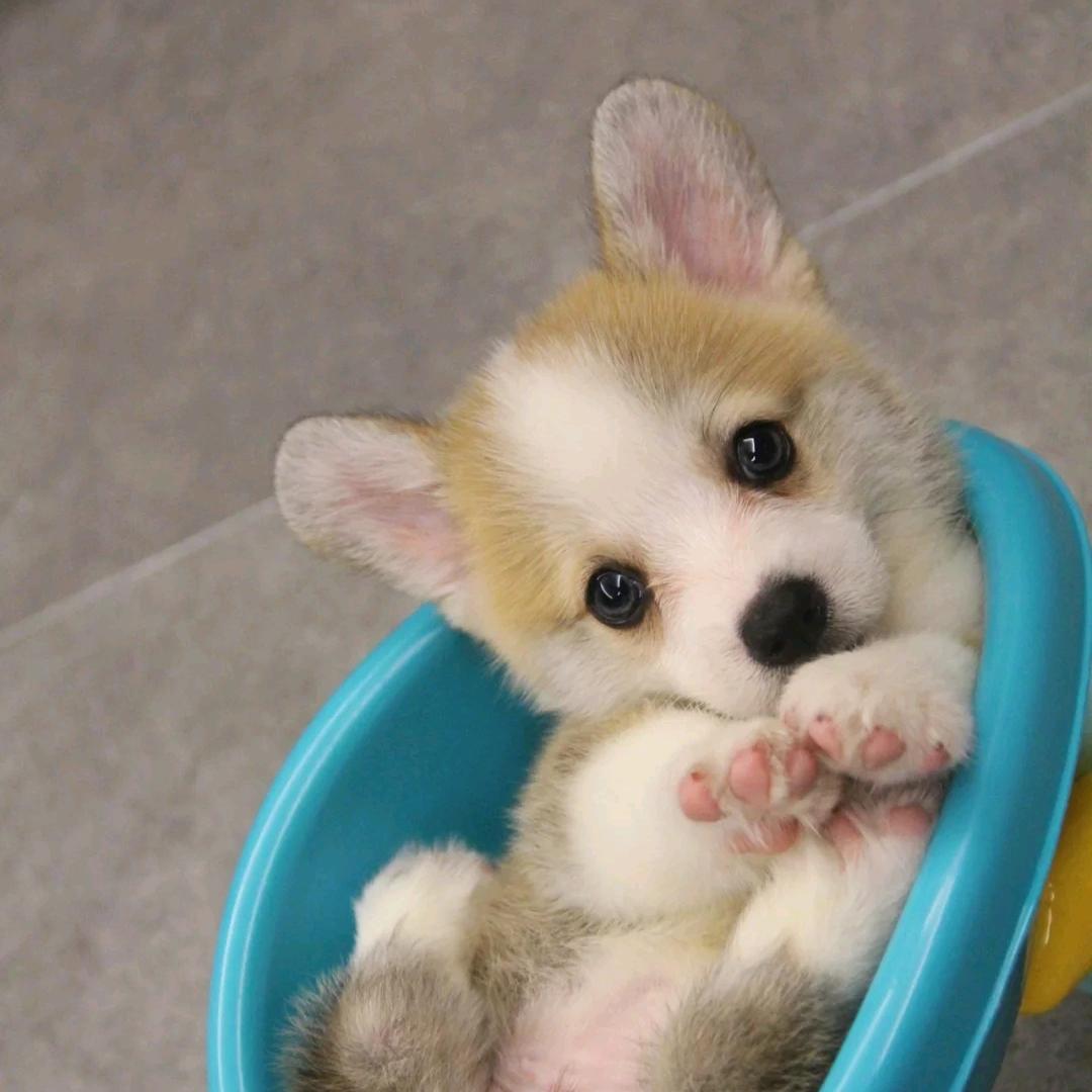 ❤️中有个硕硕子