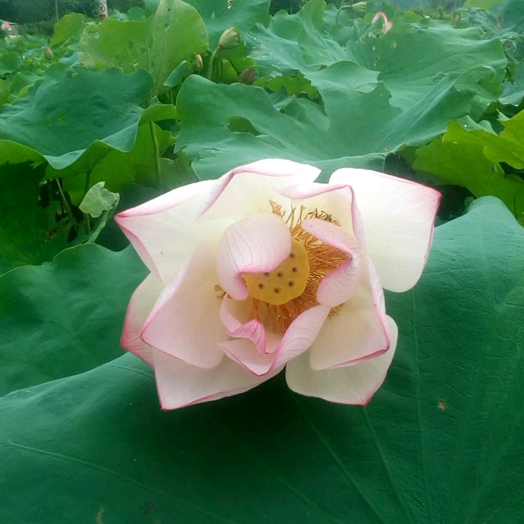 三思方举步，百折不回头