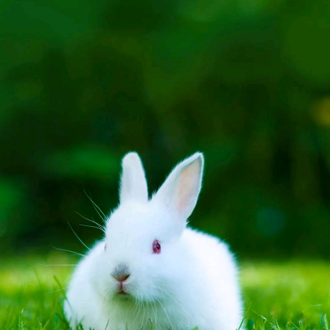 好汉