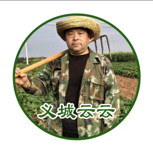 义城云云红薯小米