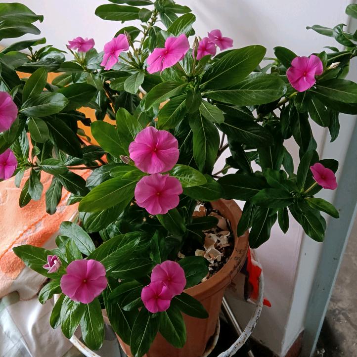 福玲