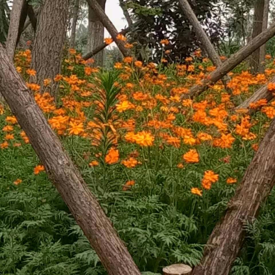 我会爱你一生一世