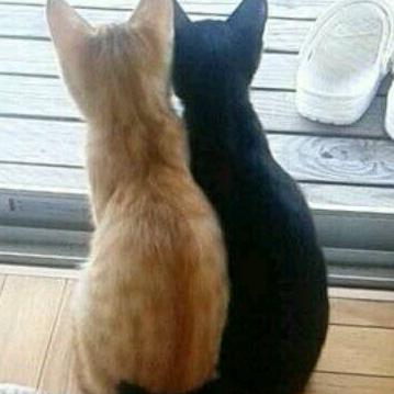 秋波就是秋天的菠菜