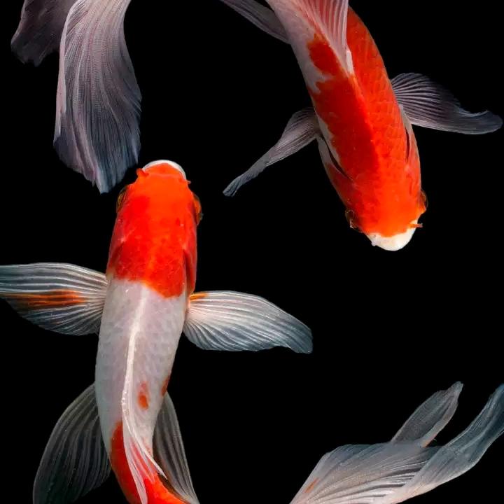 繁华落尽，唯你不调谢一龙🐲游天下