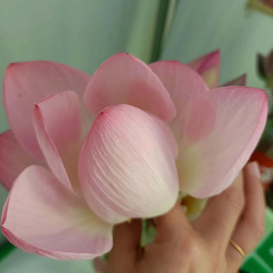 小杨