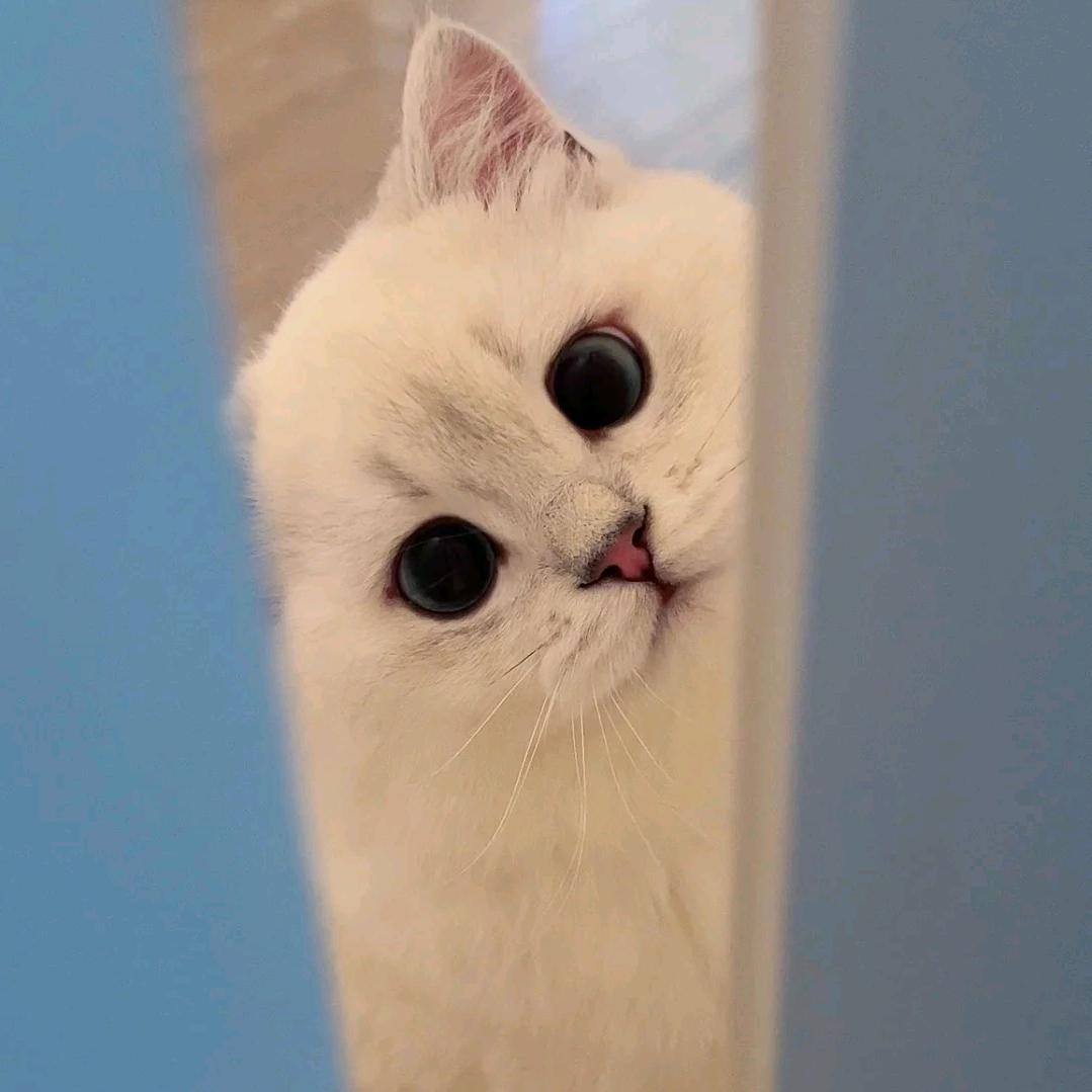 嘎嘎猫🐱