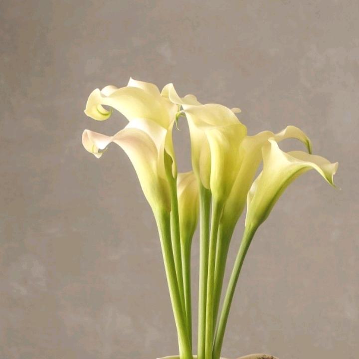 八月桂花香