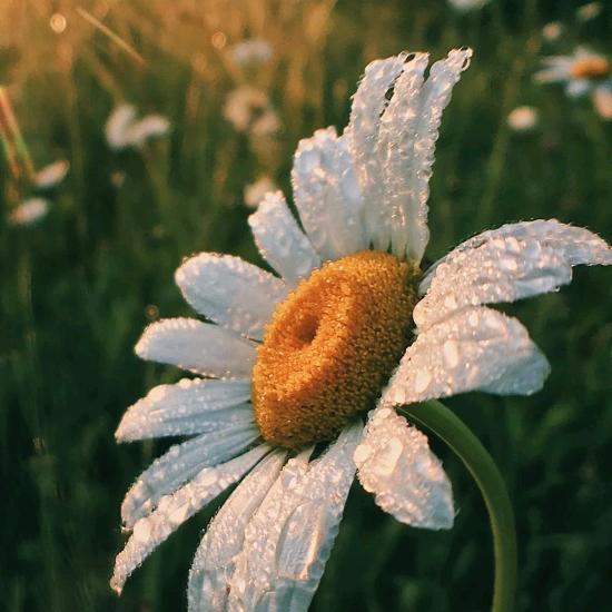 🌻夏末初秋🌻