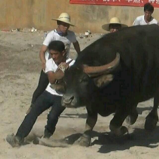 洪磊