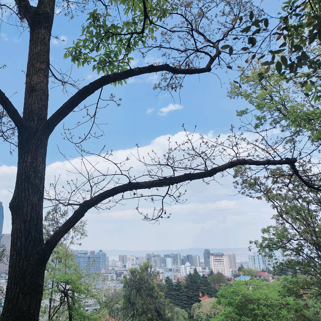 杨二花