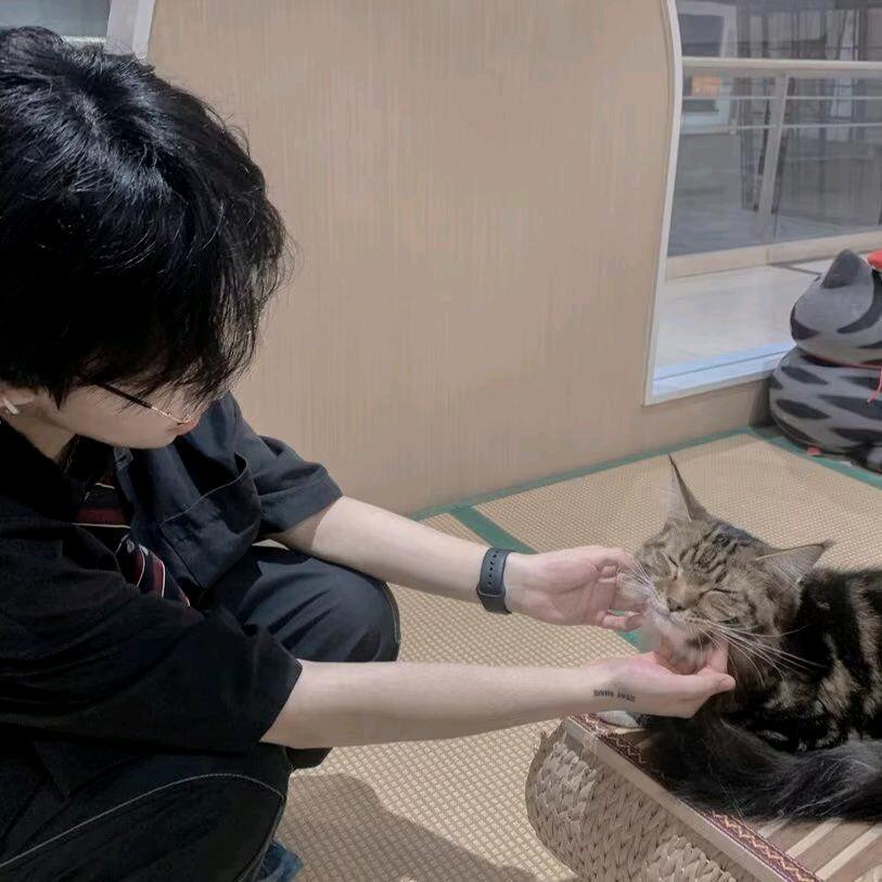 猫猫大侠
