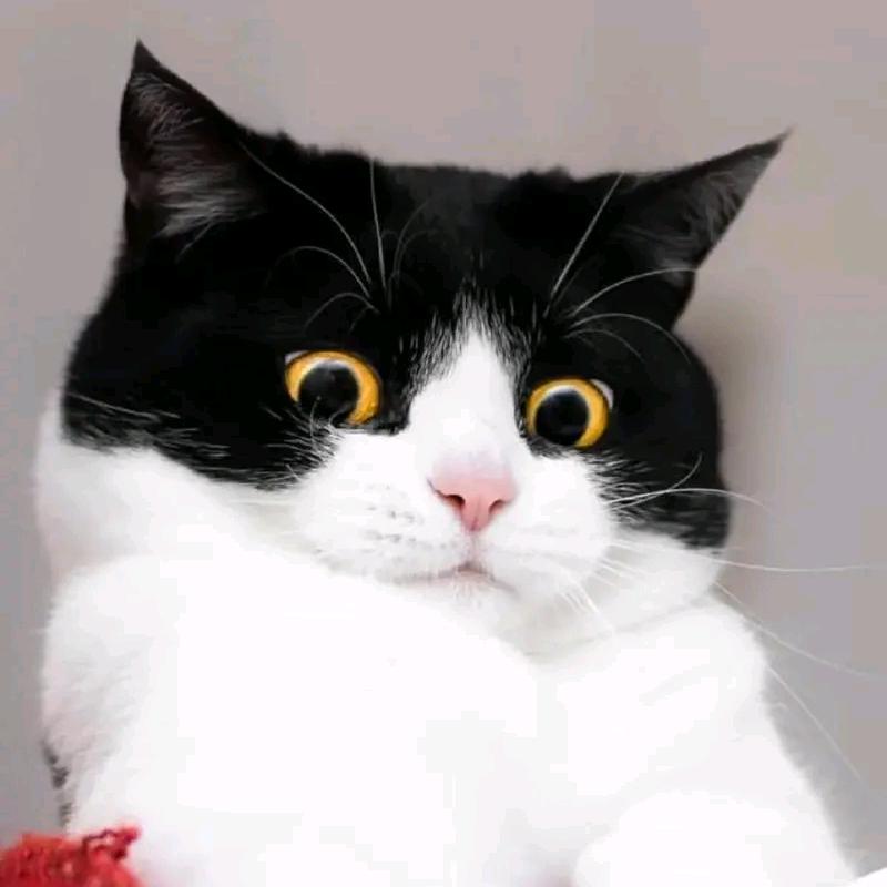 小坏猫