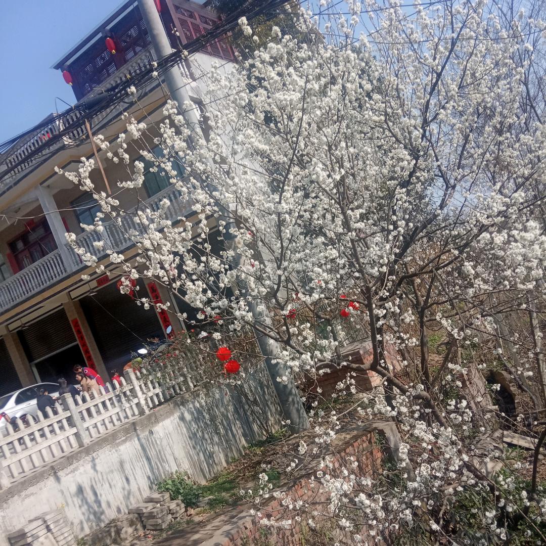 凤康