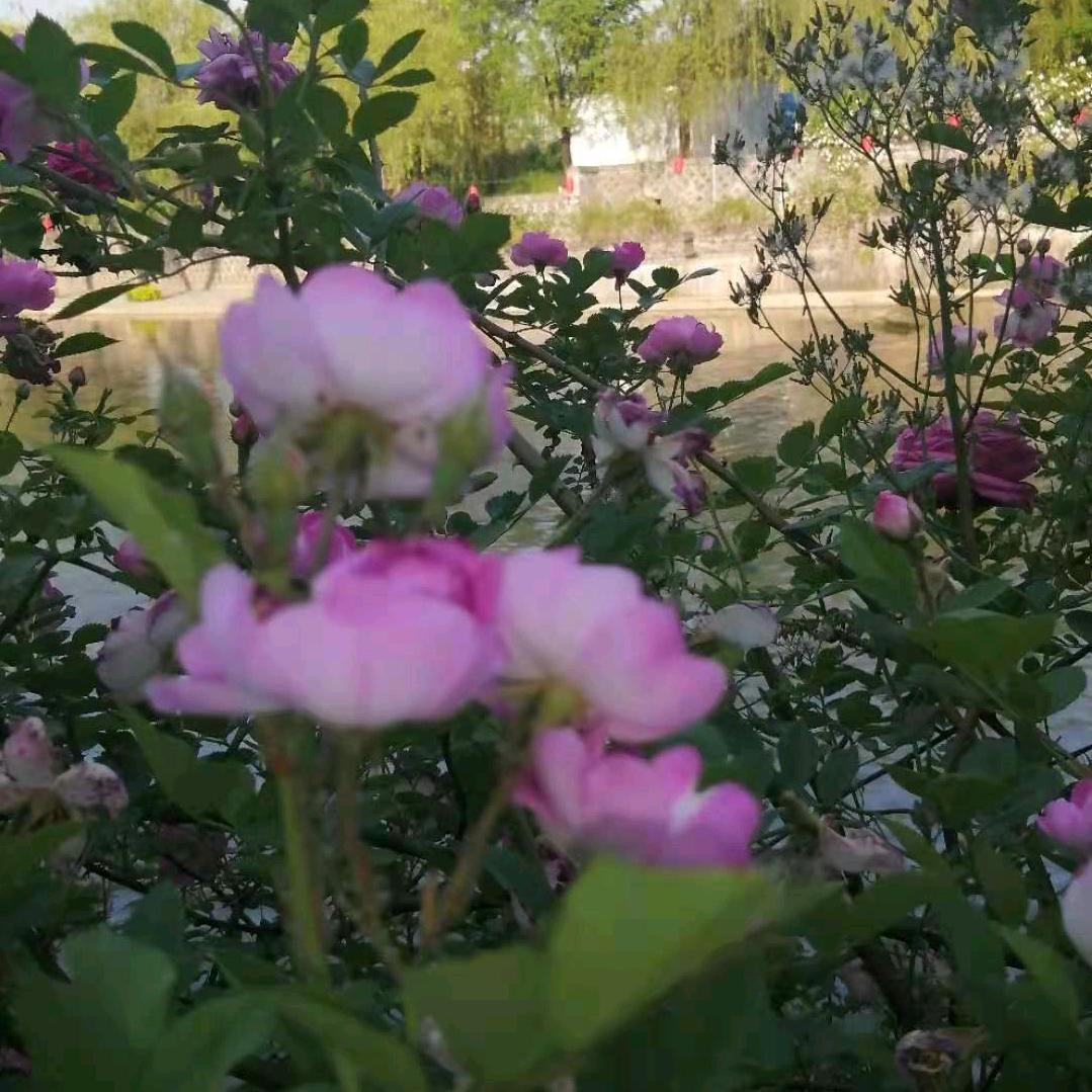 阳春三月