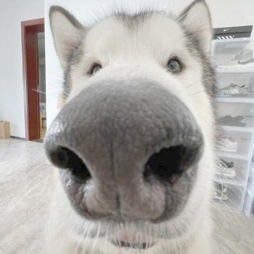 GBLH