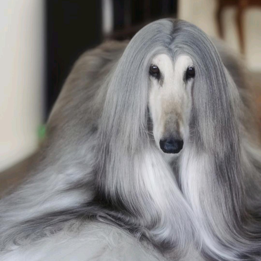 沐芭莎宠物用品旗舰店