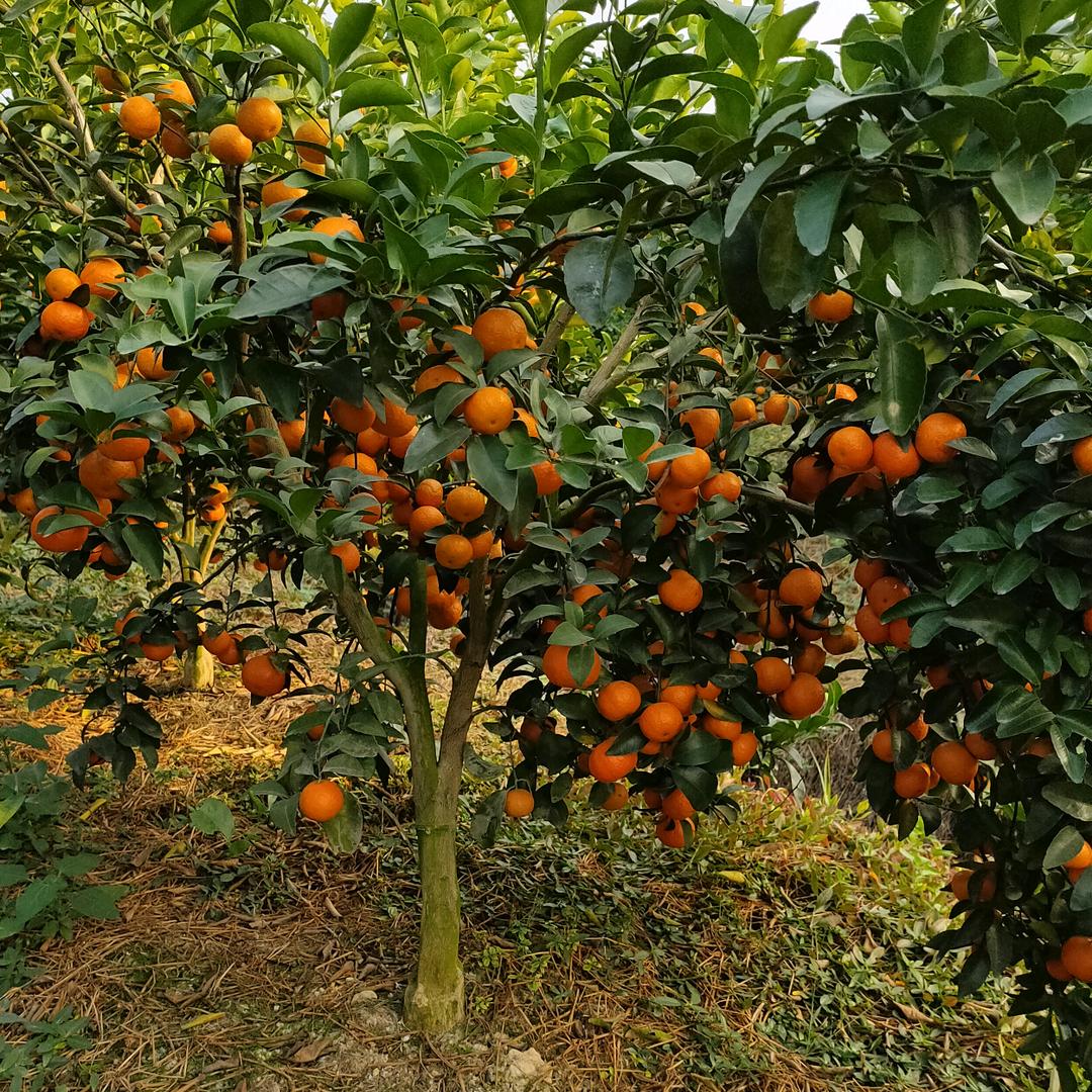 四会军记沙糖桔，贡柑