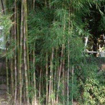 紫竹林