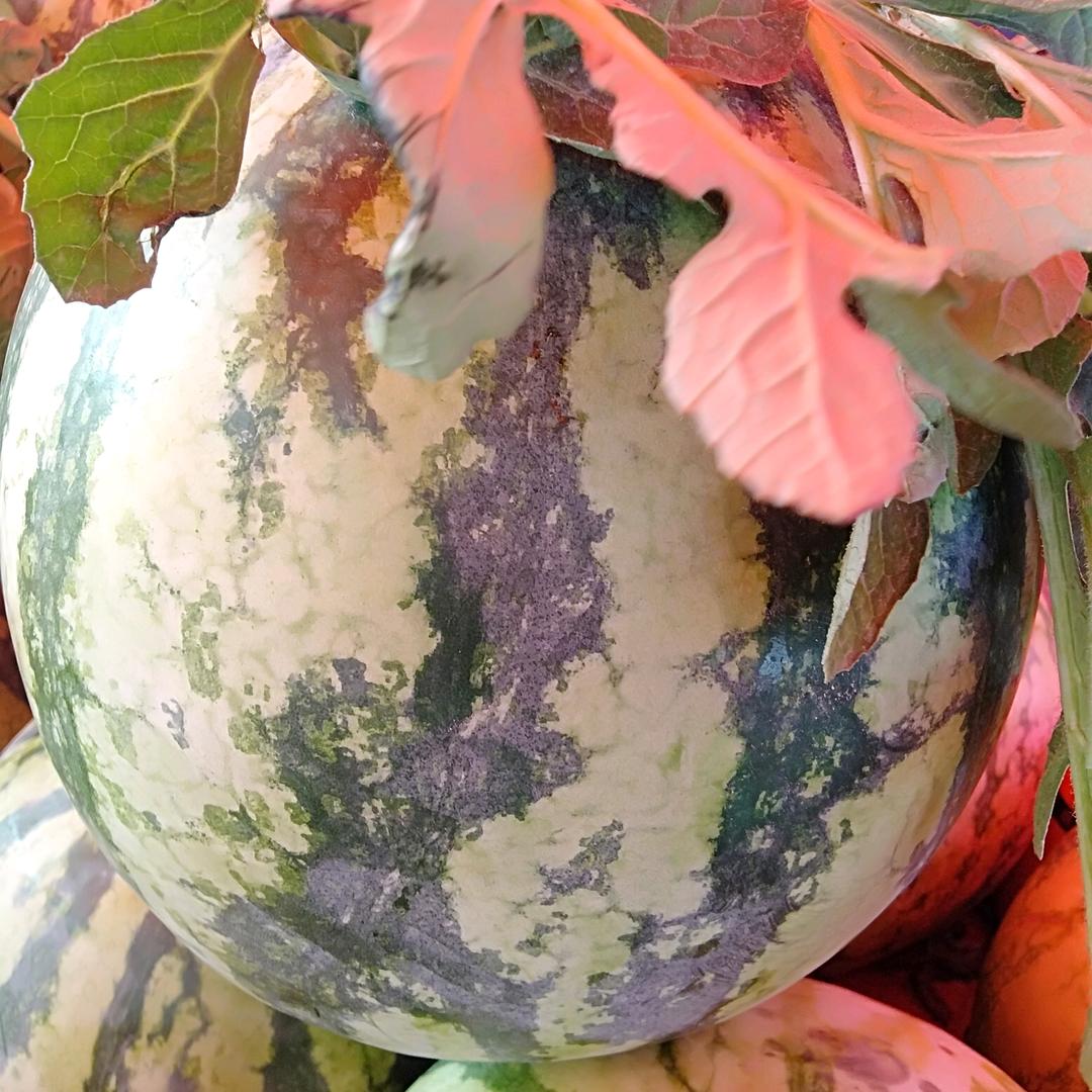 没心没肺活的不累！