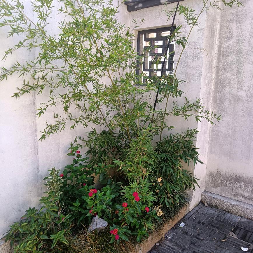 夜孤行