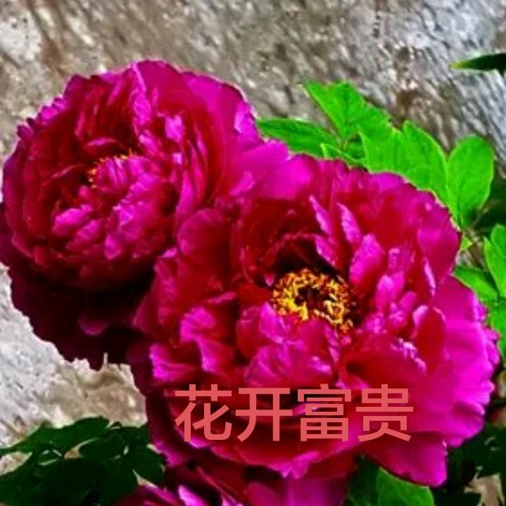 富贵花开🌺