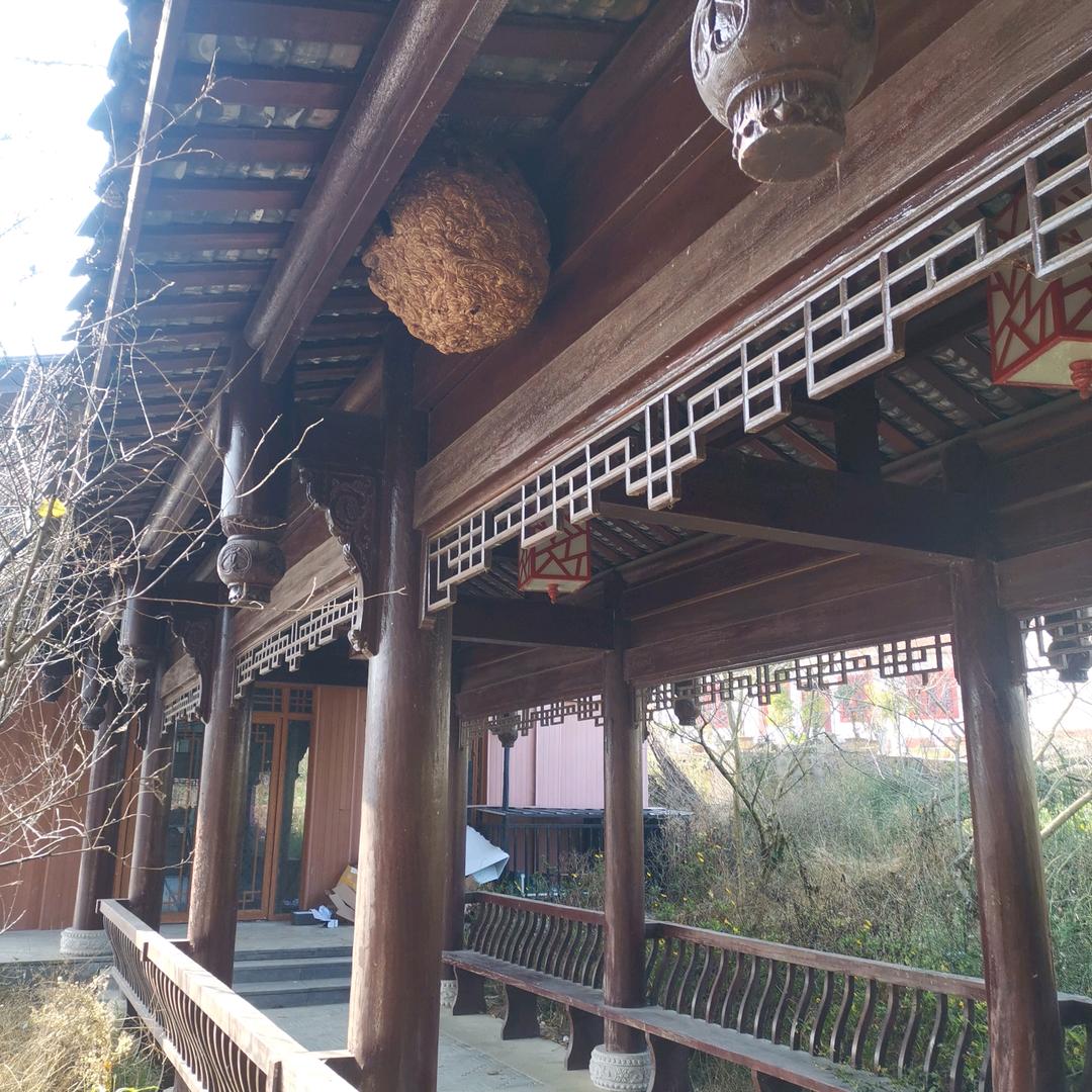 刘三妹