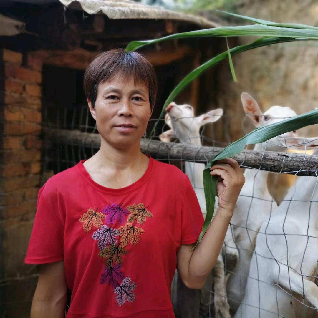 羊妈