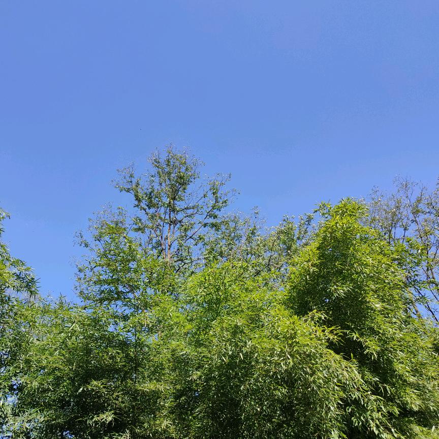 九宫