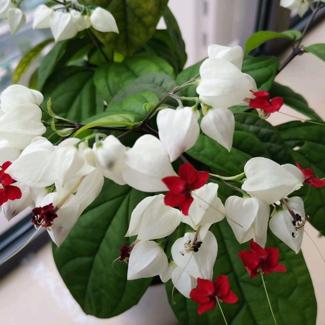 芹