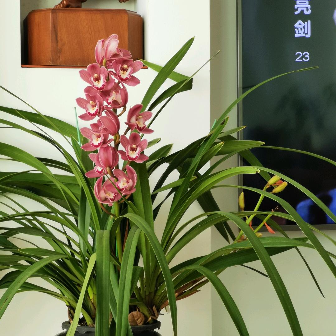 小毛童