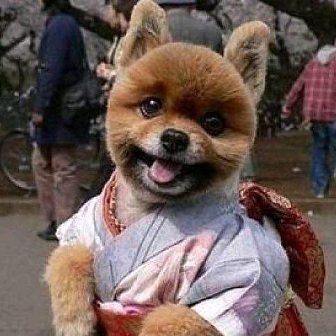 嘉 乐
