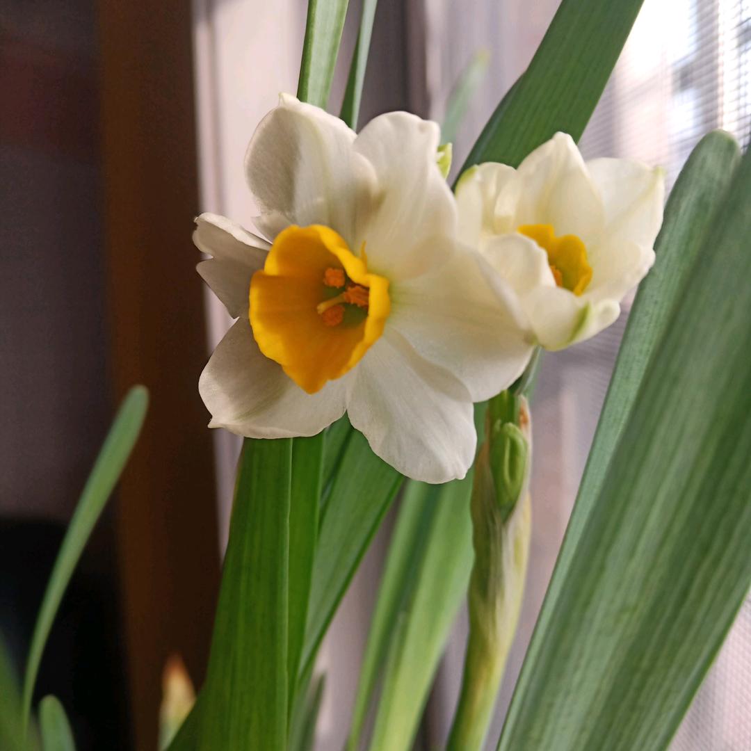 樊文花面部护理刘娟珍