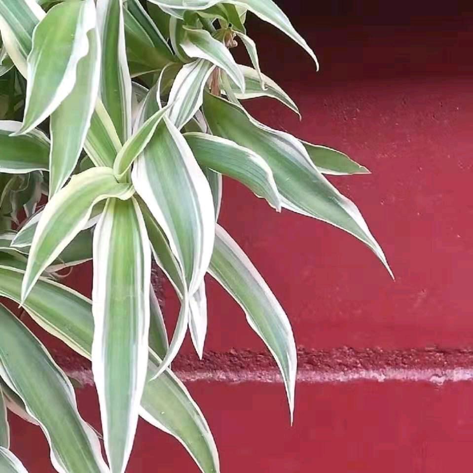 向阳🔆小满大伾路老四川麻辣烫