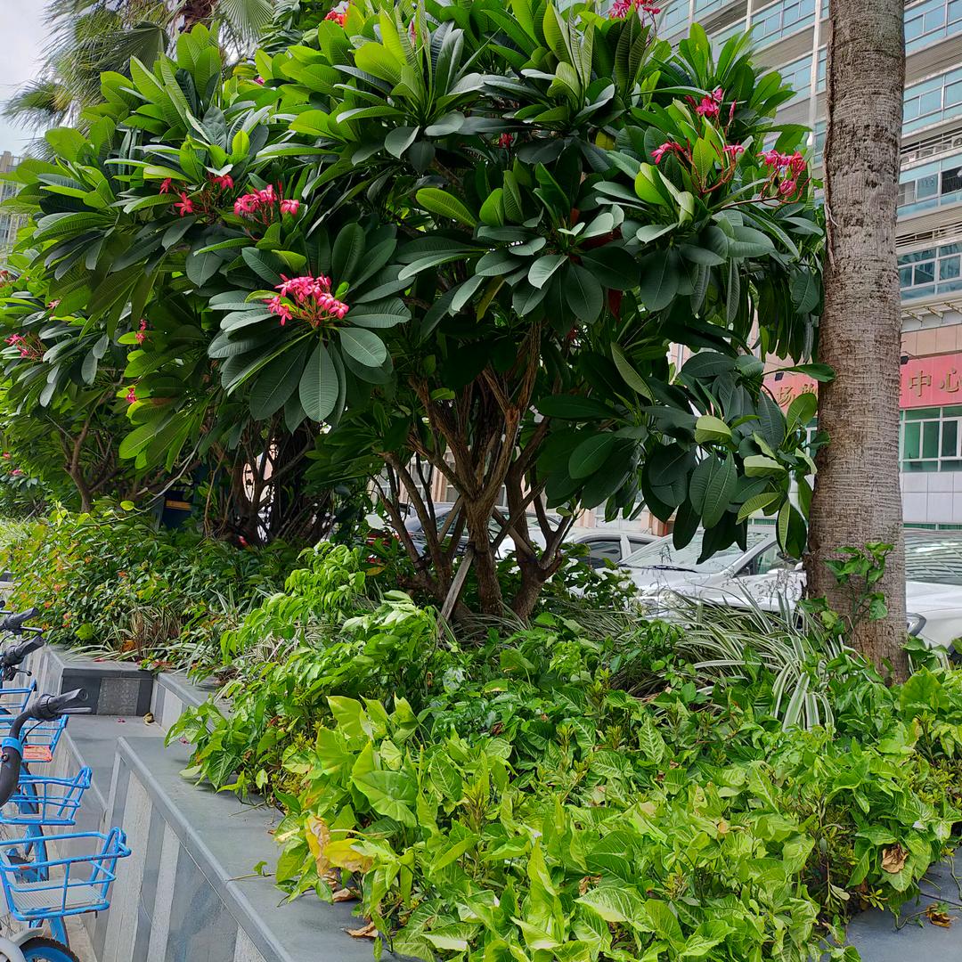 福鑫猪肚鸡厚街西环路店189243616