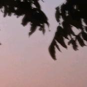 吴朝