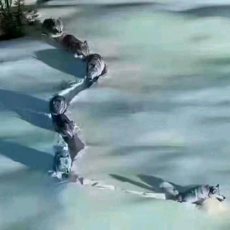 傷吥岂莂愛