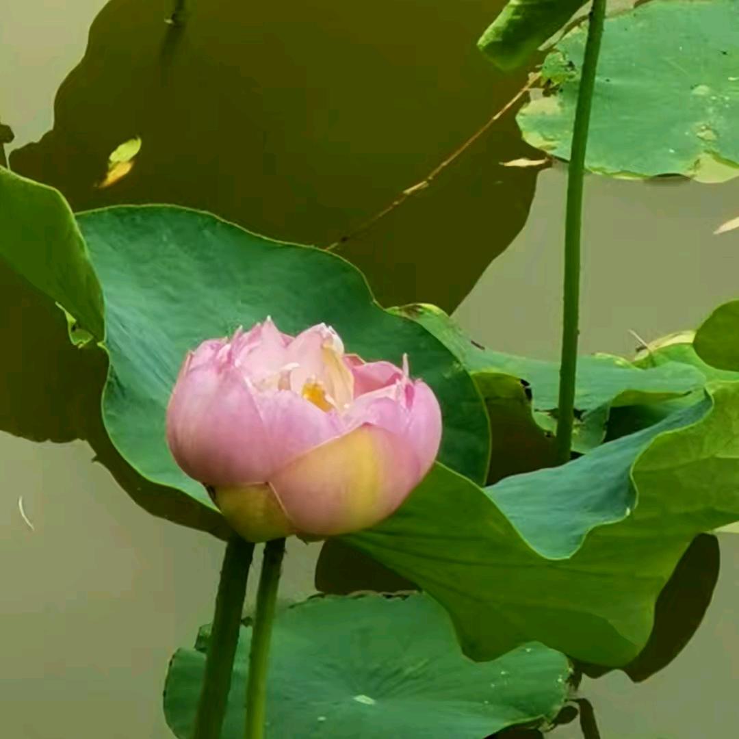 最真的朋友