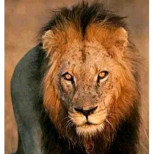 （怪尾巴）🦁