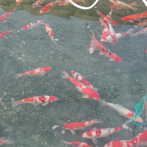 玉荣观赏鱼养殖