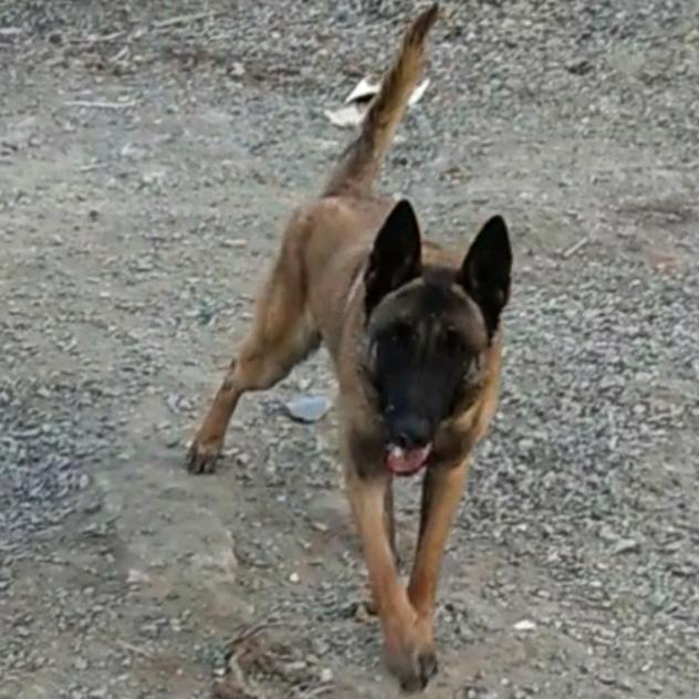 十堰市竹溪县工作犬驯养