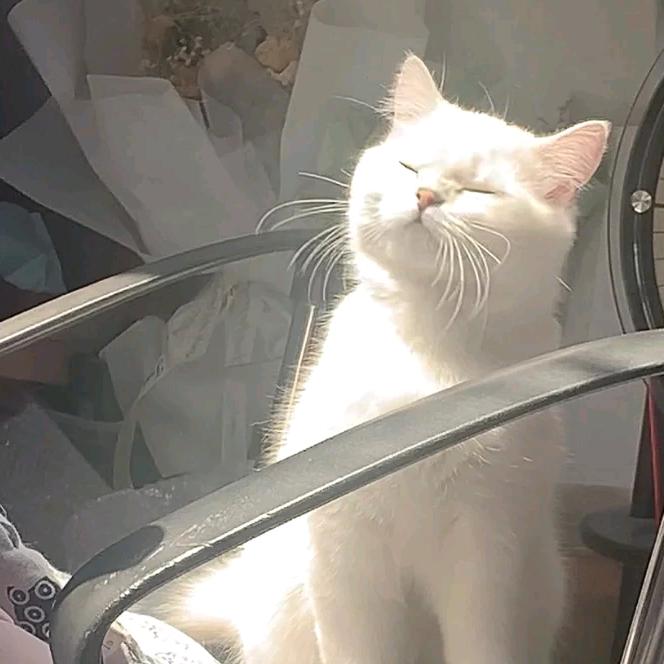 ୧⍤⃝🐳减肥版