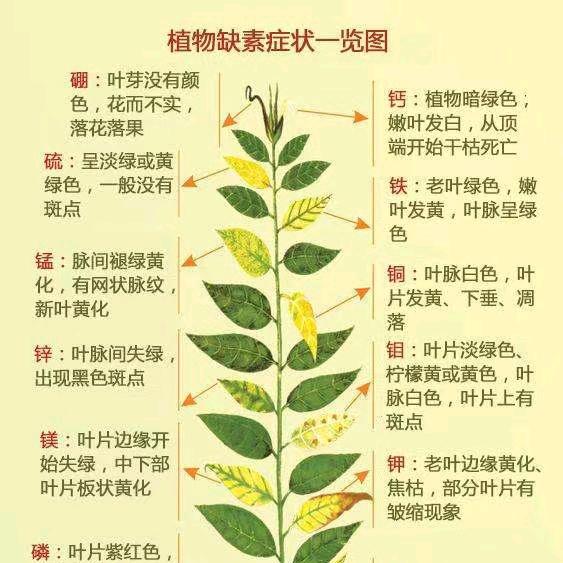 高端好肥料