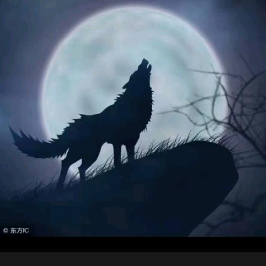 独🐺狼9119🐺