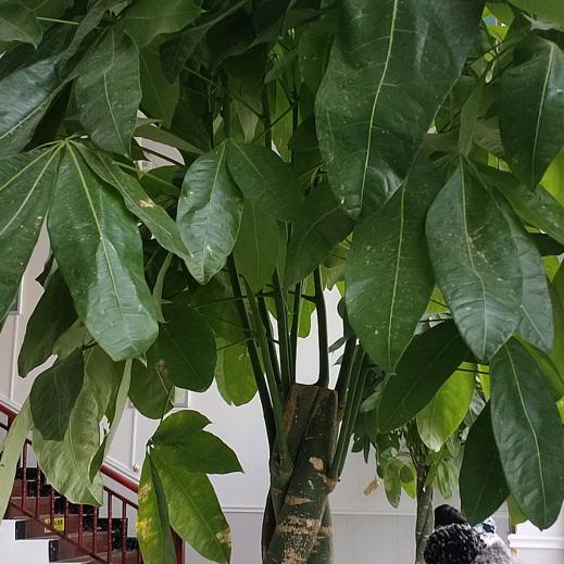 龙行天下之天下第一